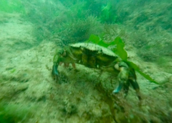 Walpole Bay – Shore Dive